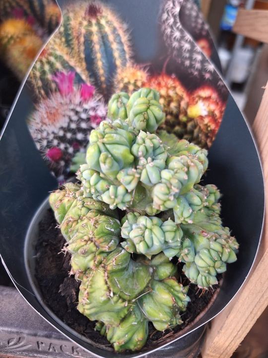 Cactus en maceta en Adornalia