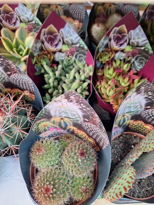 Cactus y suculentas en Adornalia