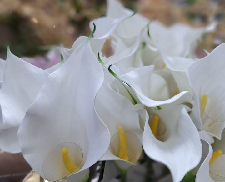 Calas blancas en Adornalia