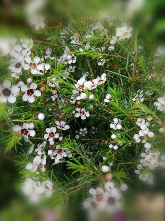 Flor silvestre blanca en Adornalia
