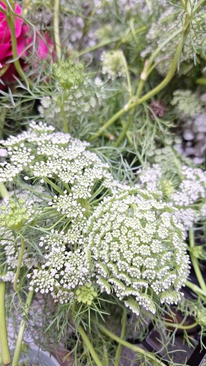 Flor silvestre blanca en Adornalia