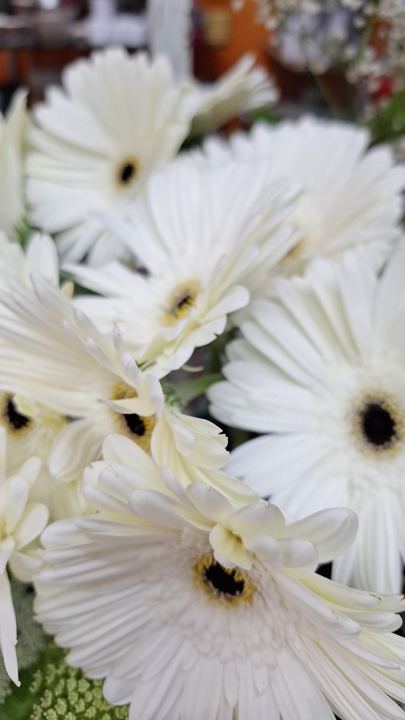 Gerberas blancas en Adornalia