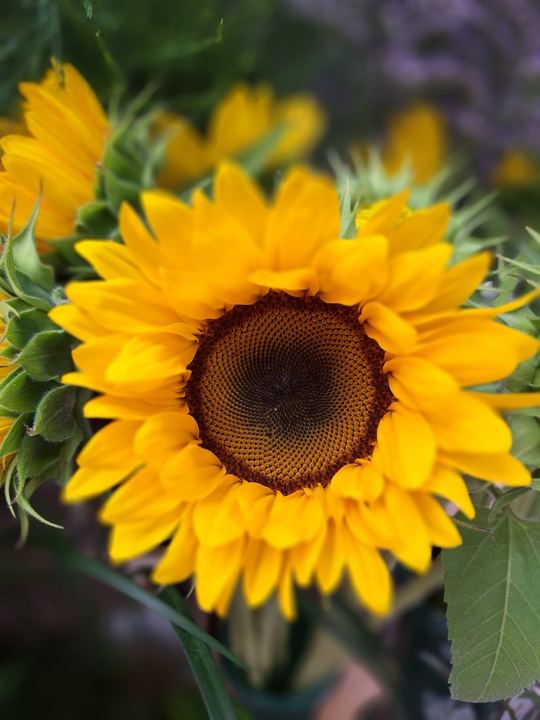 Girasol en Adornalia