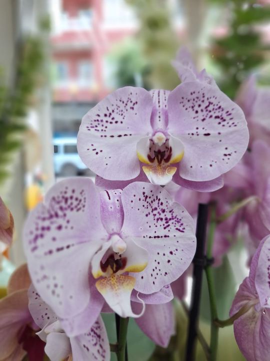 Orquídea lila, consejos para cuidar flores en Adornalia