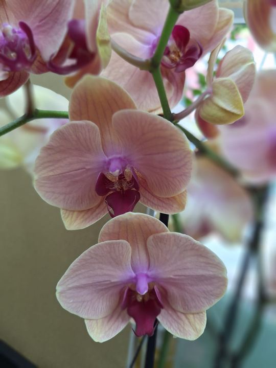 Orquídea color melocotón en Adornalia