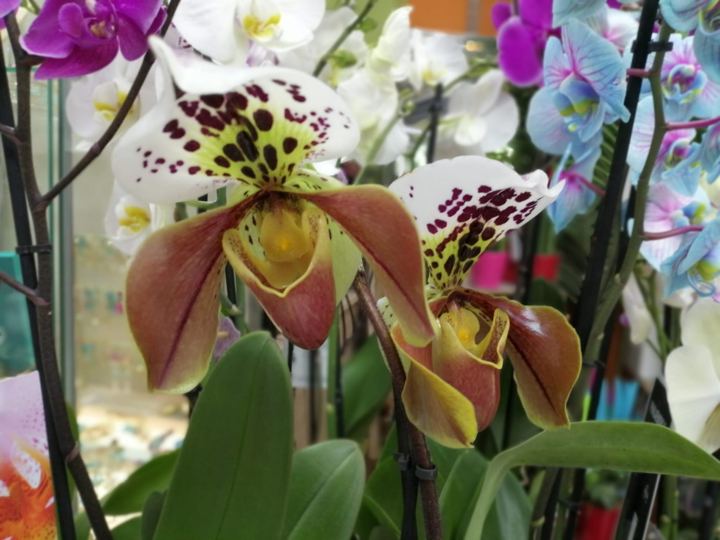 Orquídea Paphiopedilum en Adornalia