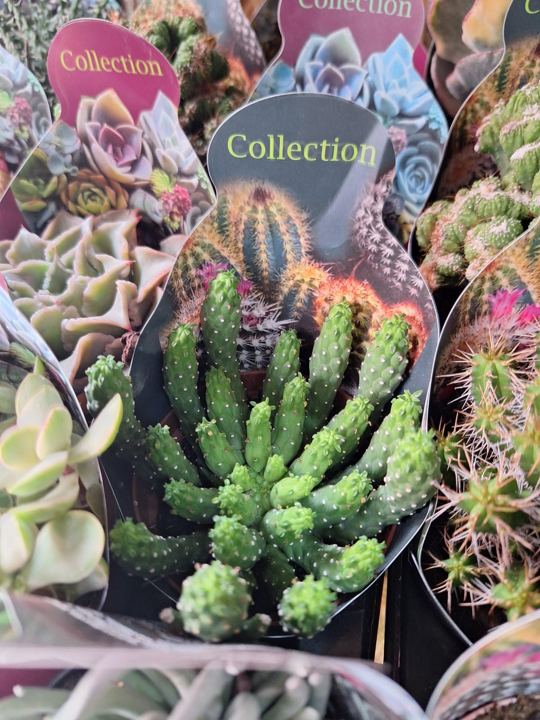 Colección de suculentas en Adornalia