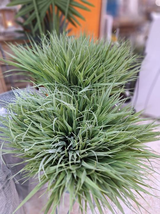 Tillandsia en Adornalia